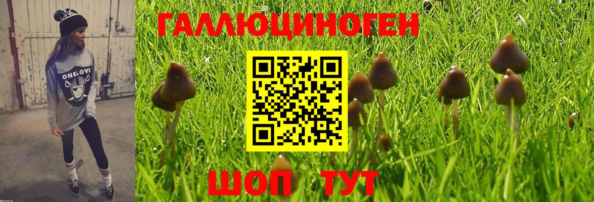 Псилоцибиновые грибы GOLDEN TEACHER  Вход с VPN  Ступино  Галлюциногенные грибы GOLDEN TEACHER 